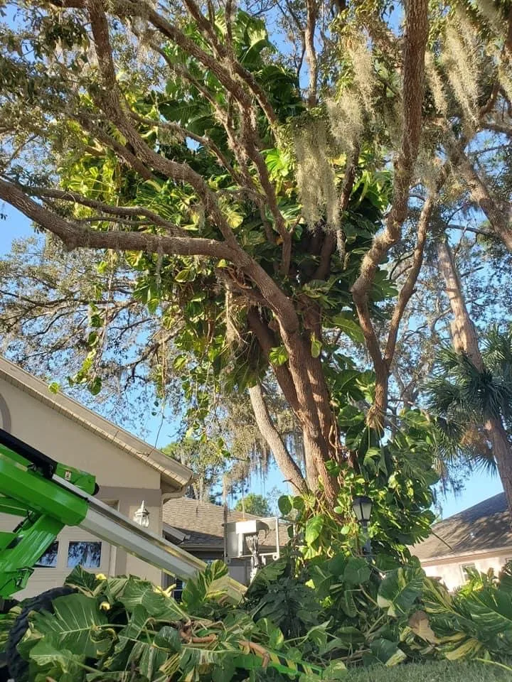 Reliable landscaping services for year-round maintenance across North Port, FL - BR's Quality Tree & Landscaping Service