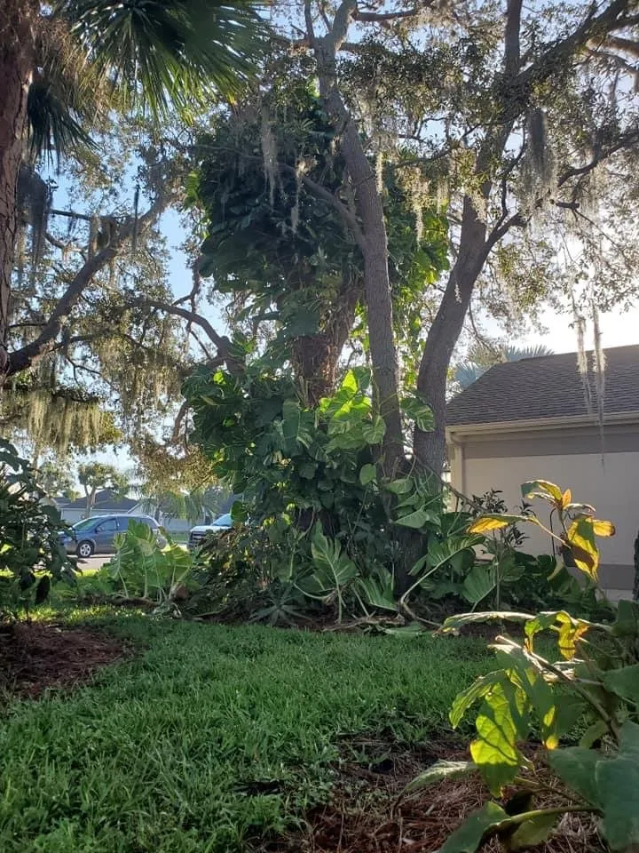 Affordable lawn care service in North Port, FL - BR's Quality Tree & Landscaping Service