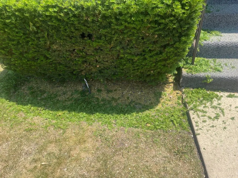 Expert lawn care service with custom design across Forest Park, IL - Bruce Lawn Service