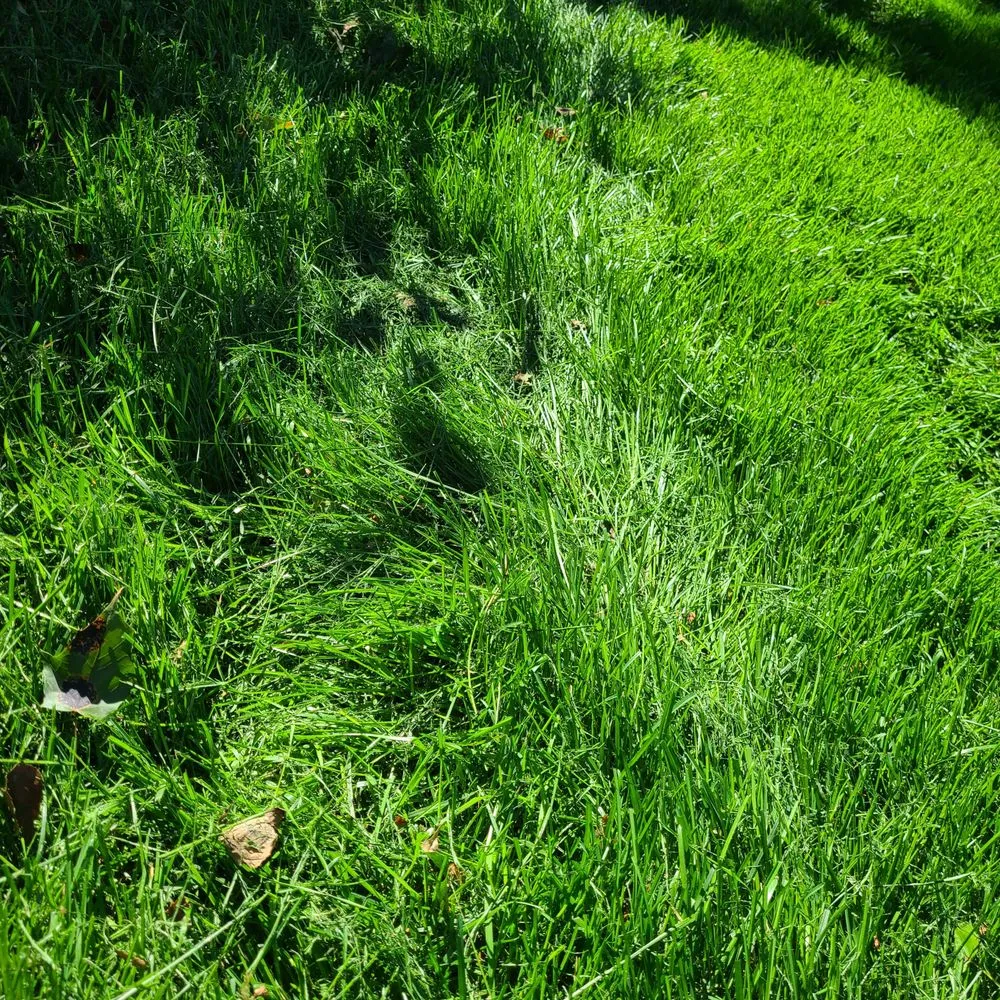 Expert yard maintenance experts serving Forest Park, IL - Bruce Lawn Service