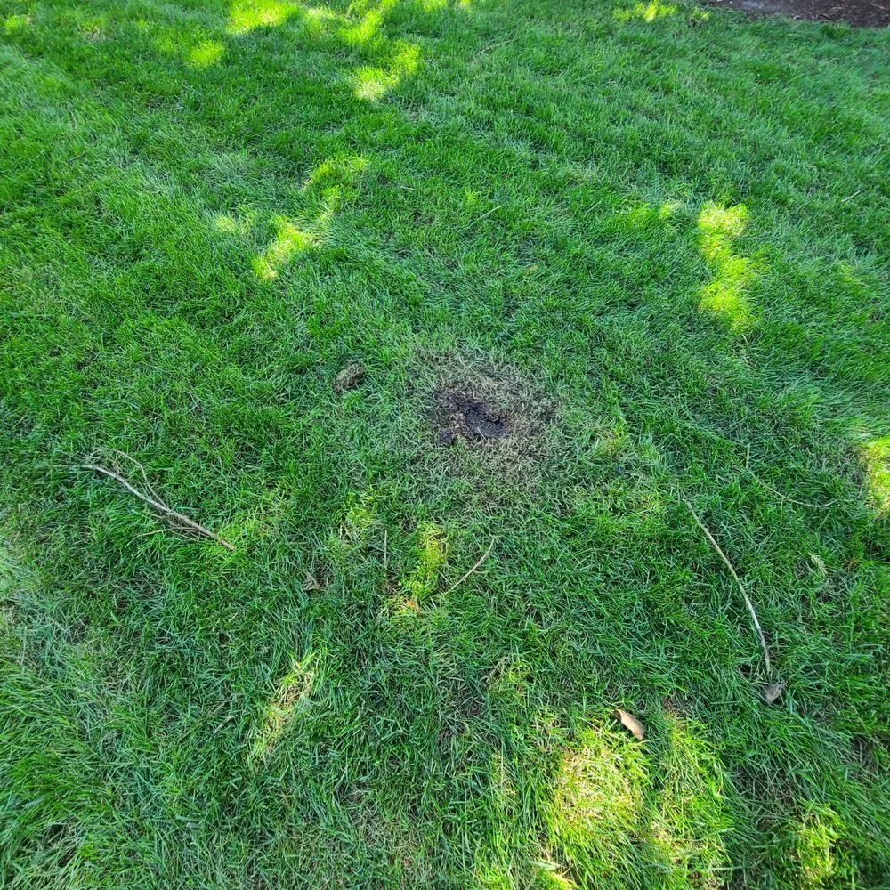 Reliable landscape design for homes across Forest Park, IL - Bruce Lawn Service