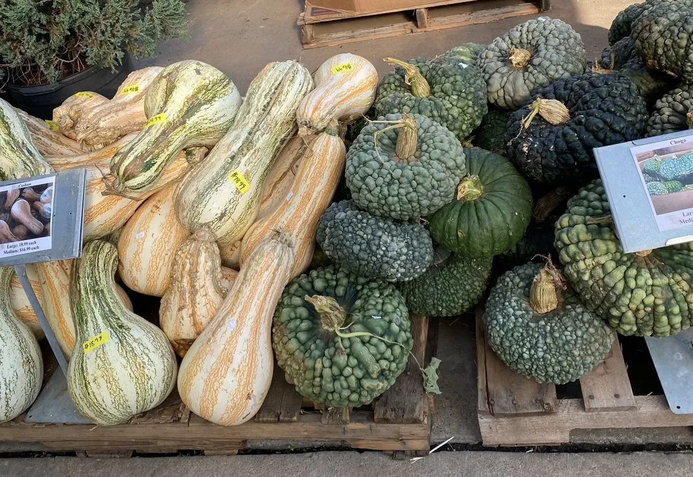 Trusted residential landscaping in Dallas, TX - Brumley Gardens