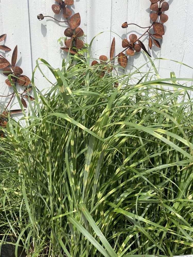 Local landscaping services with custom design across Dallas, TX - Brumley Gardens