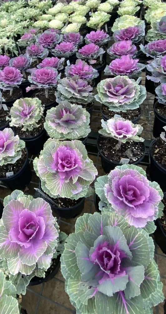 Expert lawn care service in Dallas, TX - Brumley Gardens