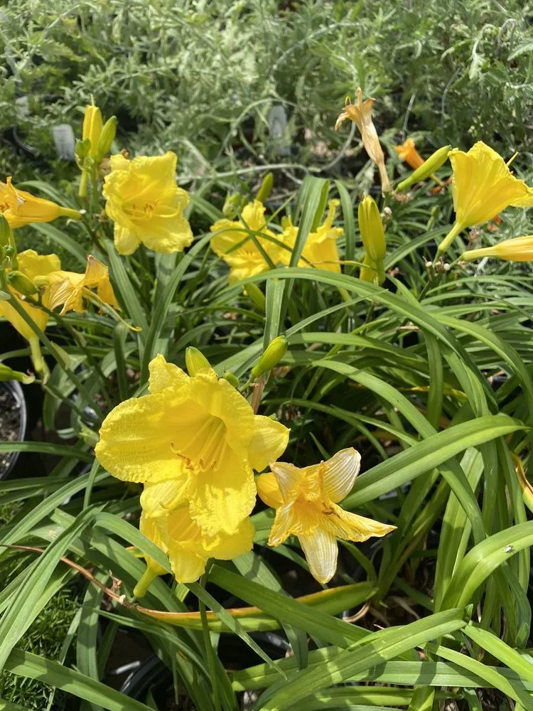 Expert garden landscaping in Dallas, TX - Brumley Gardens