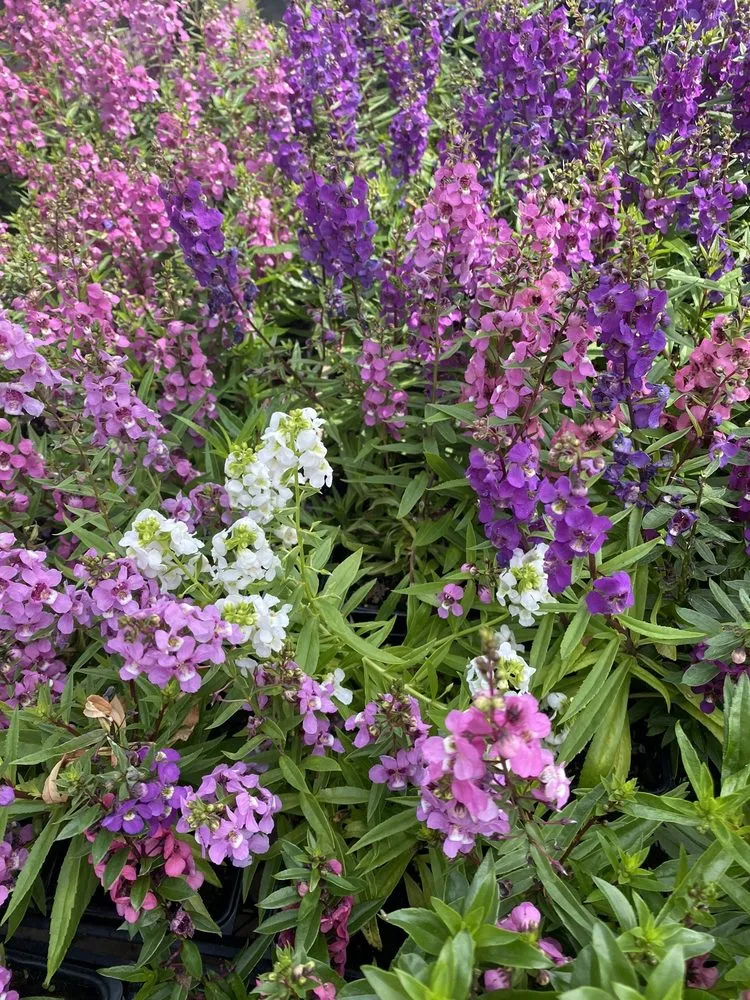 Expert landscape installation experts serving Dallas, TX - Brumley Gardens