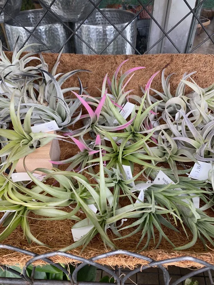 Local yard maintenance for outdoor upgrades across Dallas, TX - Brumley Gardens