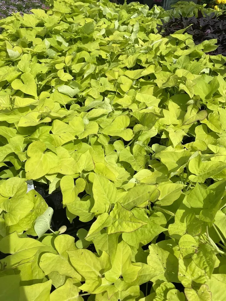 Local landscaping services for homes across Dallas, TX - Brumley Gardens