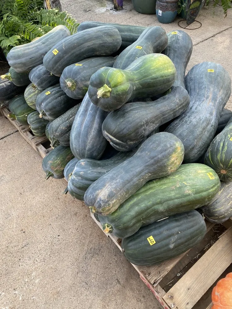 Professional yard maintenance for beautiful yards in Dallas, TX by Brumley Gardens