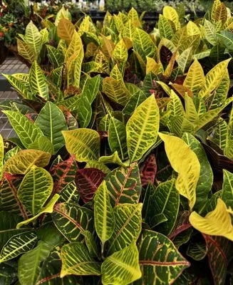 Brumley Gardens Logo