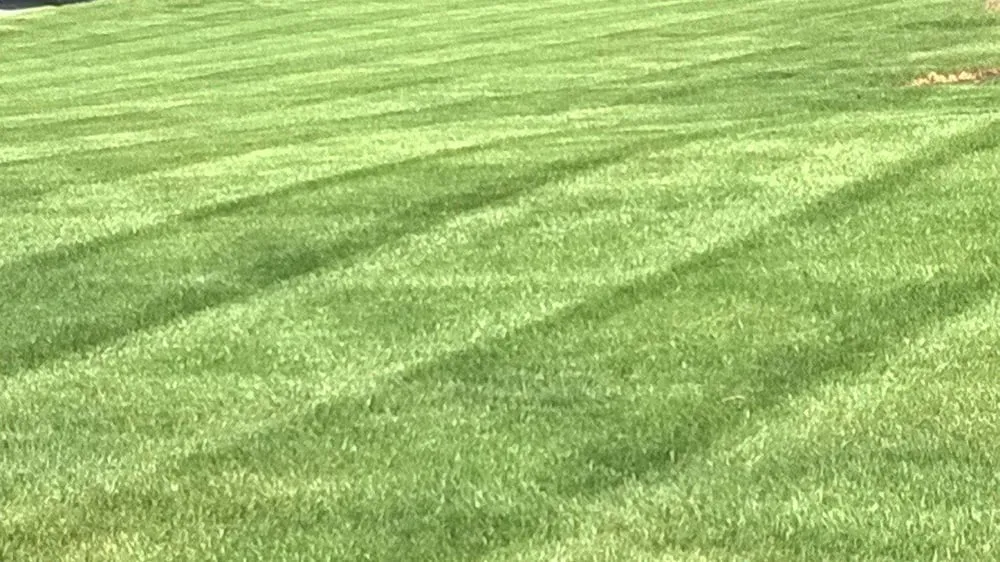 Expert yard maintenance in Blue Springs, MO by Brummel Lawn and Landscape