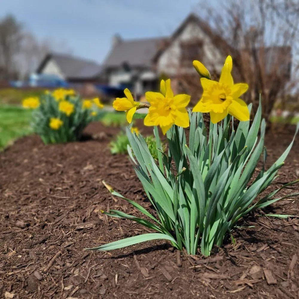 Trusted yard maintenance for residential properties in Lapeer, MI by Brunner Lawn & Landscape