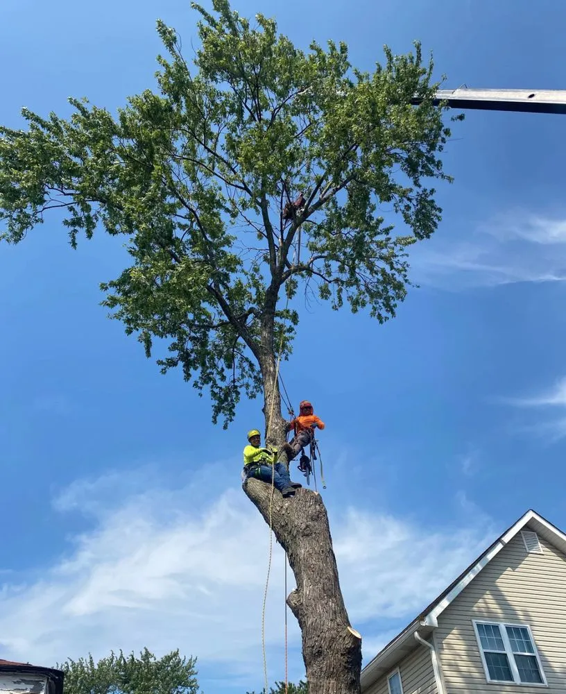 Custom yard maintenance in Shirley, NY - Brunneus & Son