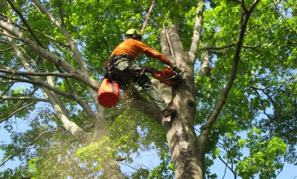 Trusted residential landscaping in Shirley, NY by Brunneus & Son