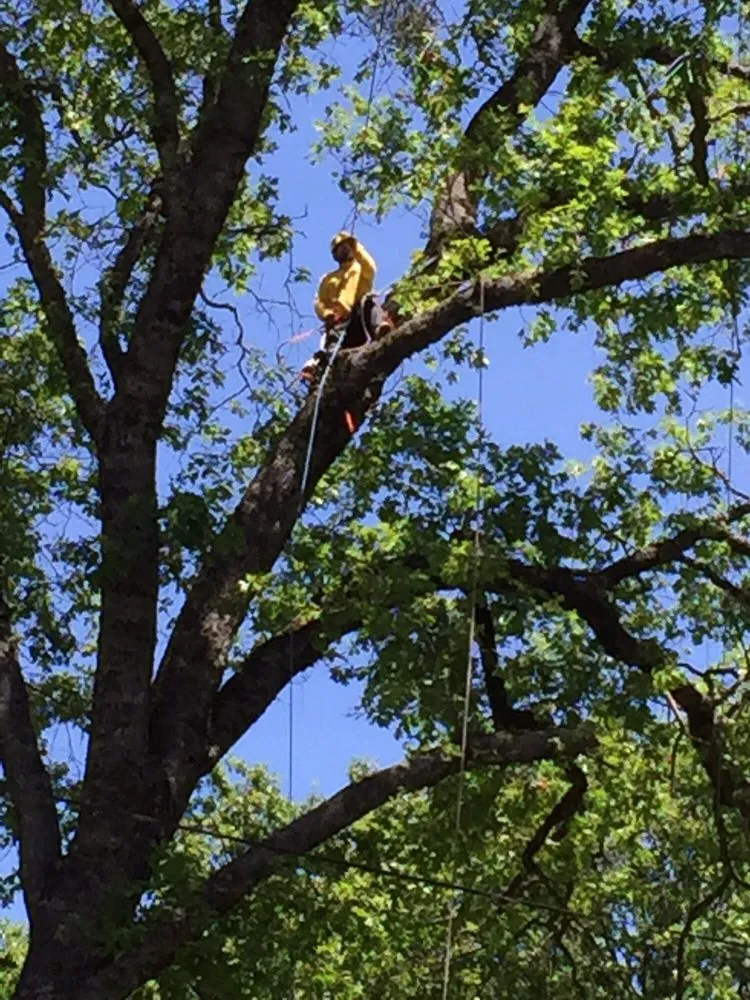Local yard maintenance in Newcastle, CA by Bruno Ferazza Tree Service