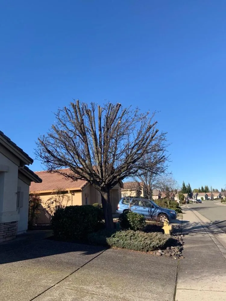 Custom landscaping services near you across Newcastle, CA - Bruno Ferazza Tree Service