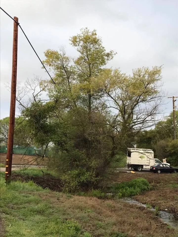 Expert lawn care service in Newcastle, CA - Bruno Ferazza Tree Service