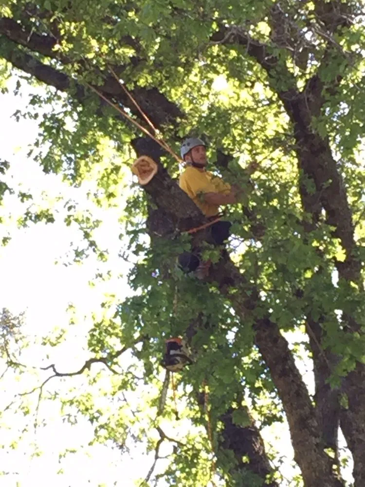 Reliable garden landscaping experts serving Newcastle, CA - Bruno Ferazza Tree Service