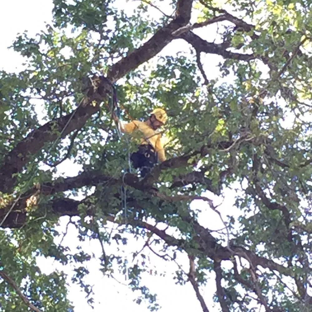 Trusted landscape design experts serving Newcastle, CA - Bruno Ferazza Tree Service