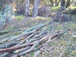 Reliable residential landscaping in Newcastle, CA by Bruno Ferazza Tree Service