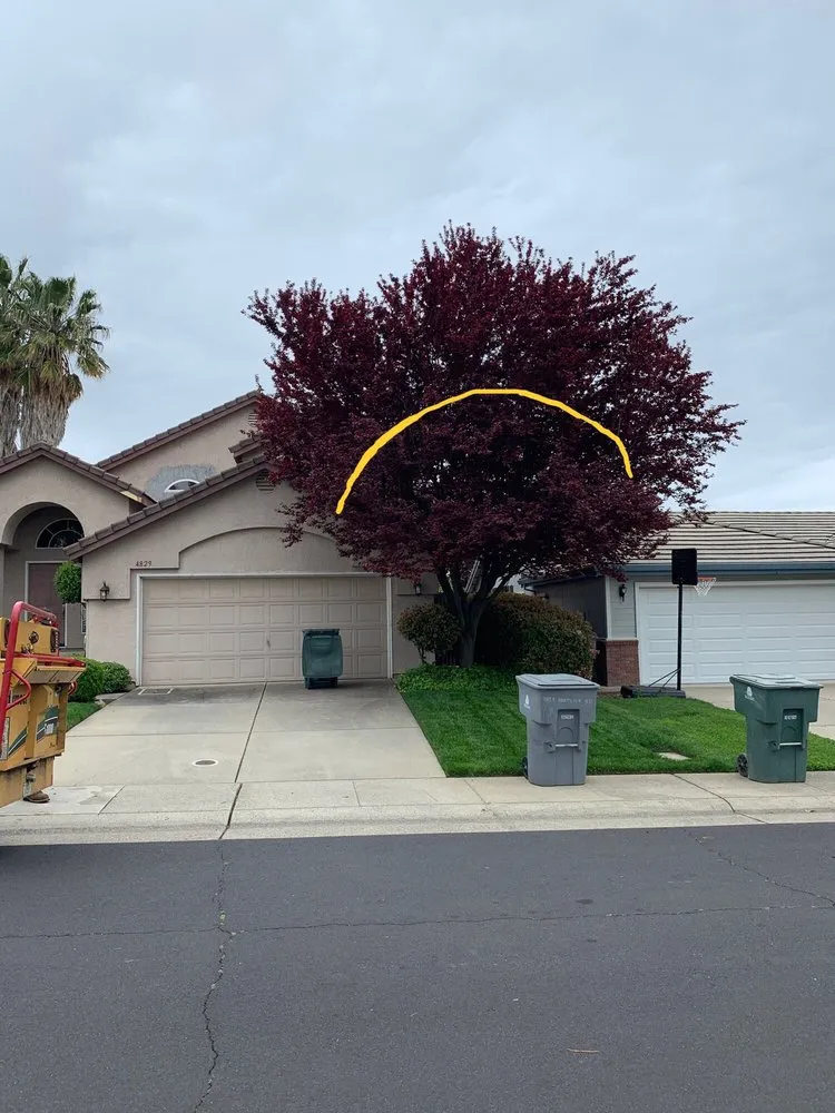 Reliable residential landscaping for year-round maintenance across Newcastle, CA - Bruno Ferazza Tree Service