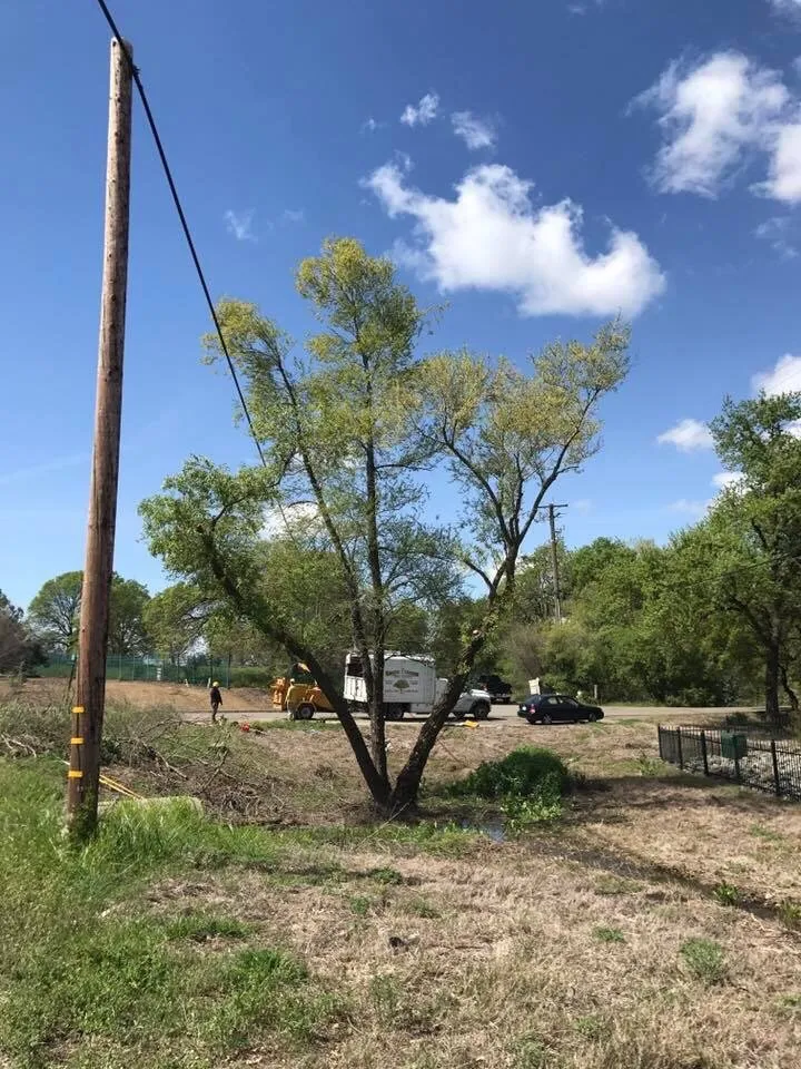 Expert yard maintenance experts serving Newcastle, CA - Bruno Ferazza Tree Service