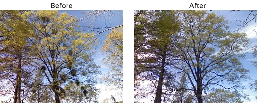 Professional yard maintenance near you across Newcastle, CA - Bruno Ferazza Tree Service