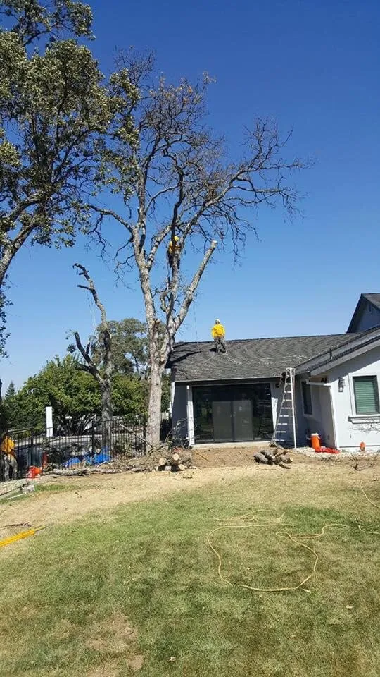 Trusted yard maintenance for year-round maintenance across Newcastle, CA - Bruno Ferazza Tree Service
