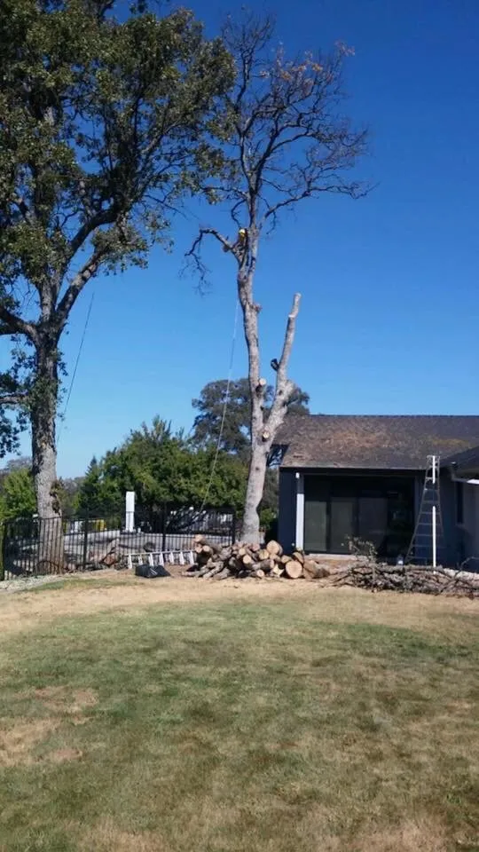 Trusted lawn care service for beautiful yards across Newcastle, CA - Bruno Ferazza Tree Service