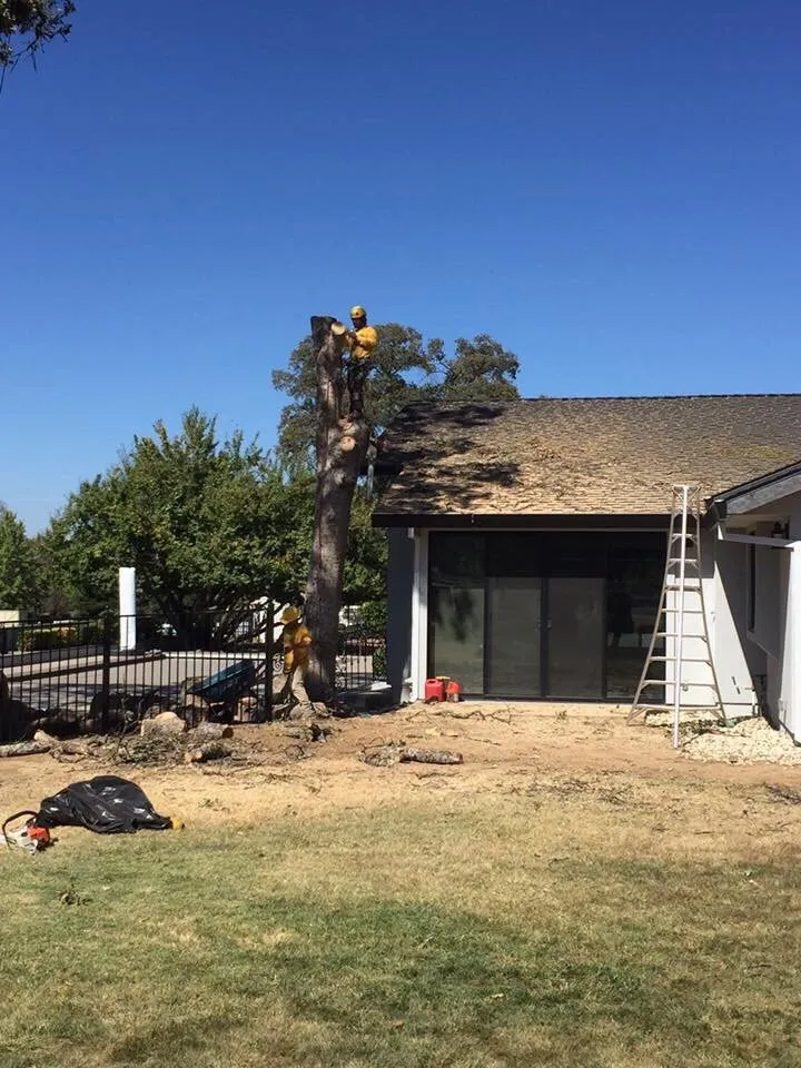 Reliable outdoor landscaping experts serving Newcastle, CA - Bruno Ferazza Tree Service