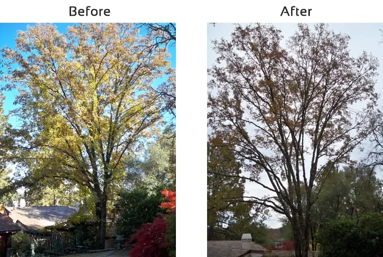 Reliable lawn mowing service experts serving Newcastle, CA - Bruno Ferazza Tree Service