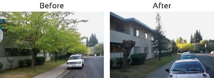 Trusted yard cleanup service for year-round maintenance across Newcastle, CA - Bruno Ferazza Tree Service