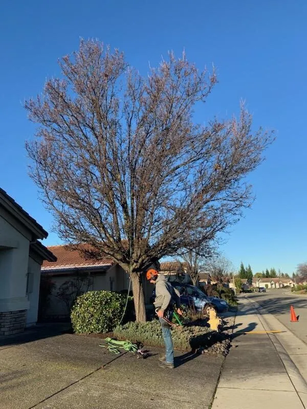 Local lawn mowing service for beautiful yards across Newcastle, CA - Bruno Ferazza Tree Service