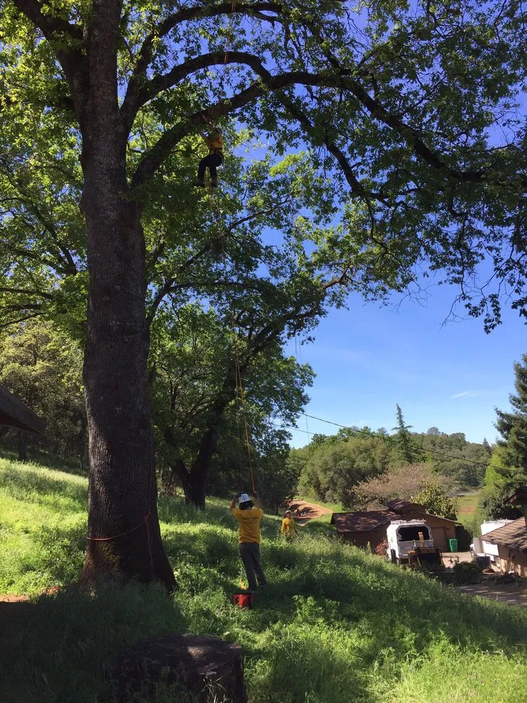 Trusted lawn mowing service in Newcastle, CA - Bruno Ferazza Tree Service