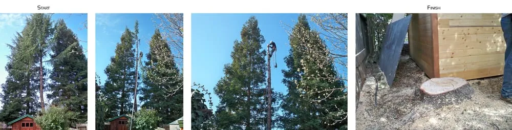 Affordable lawn mowing service with custom design in Newcastle, CA by Bruno Ferazza Tree Service