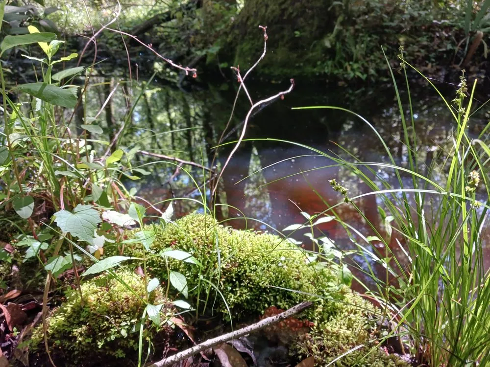 Trusted outdoor landscaping experts serving Winnabow, NC - Brunswick Aquatic Landscapes
