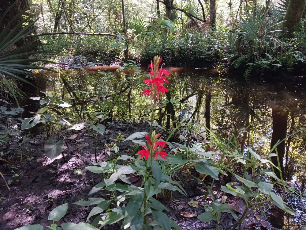 Local landscape design in Winnabow, NC by Brunswick Aquatic Landscapes