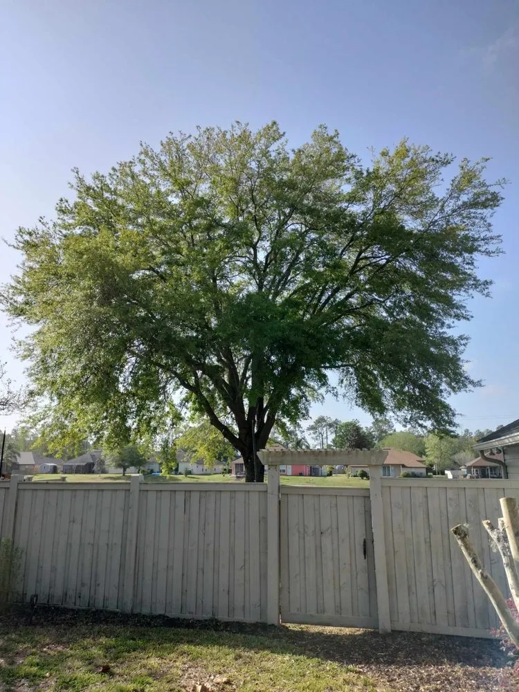 Affordable yard cleanup service experts serving Jacksonville, FL - Bruschke Land and Tree Services