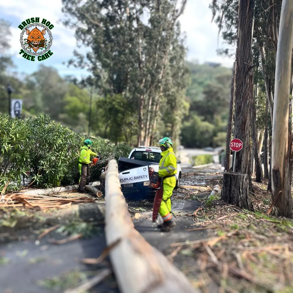 Expert residential landscaping in Half Moon Bay, CA by Brush Hog Tree Care
