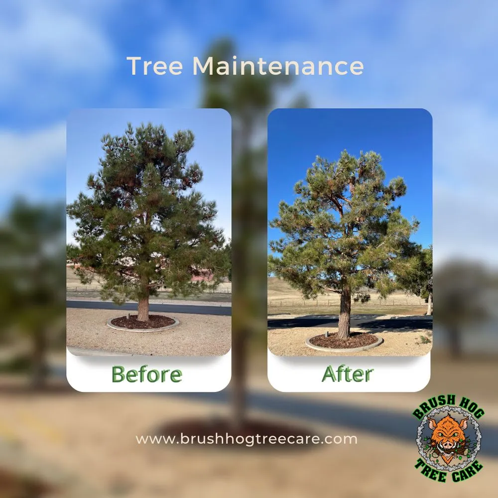 Local residential landscaping for outdoor upgrades across Half Moon Bay, CA - Brush Hog Tree Care