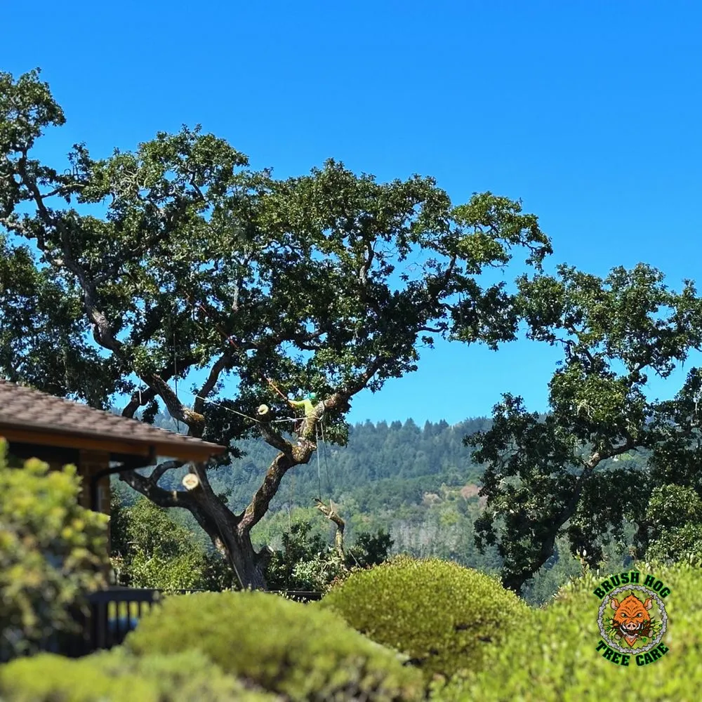 Top-rated lawn mowing service in Half Moon Bay, CA by Brush Hog Tree Care