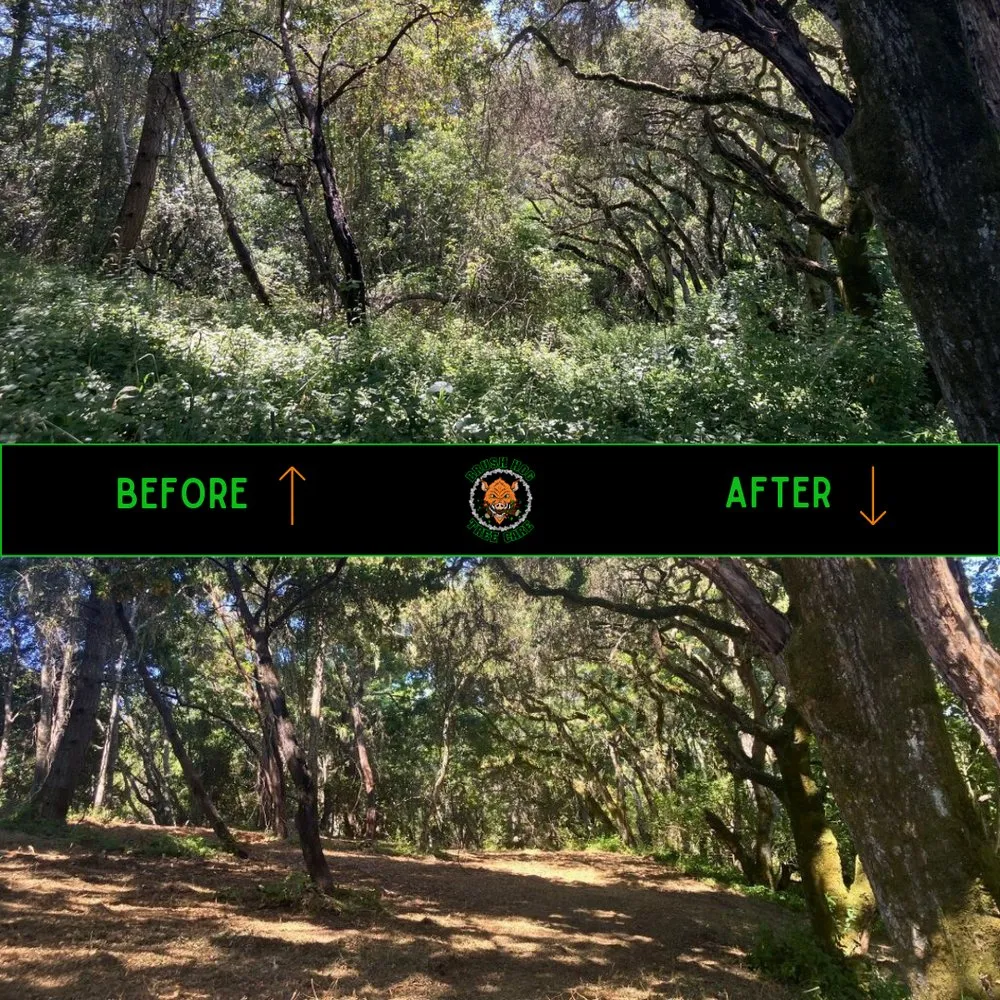 Expert yard cleanup service in Half Moon Bay, CA - Brush Hog Tree Care