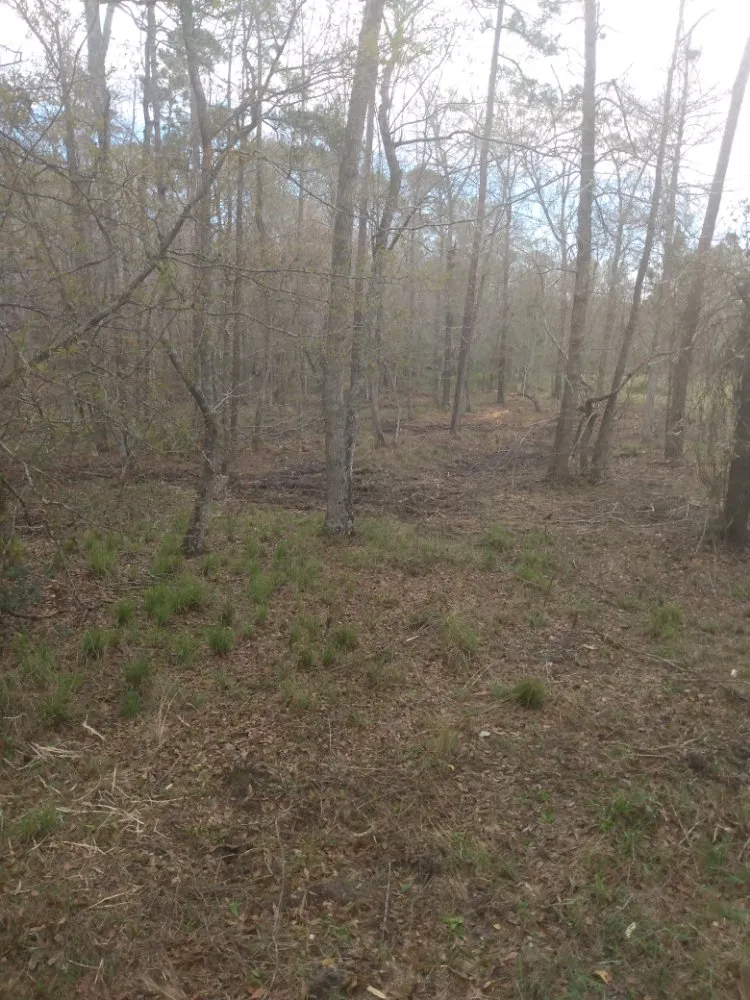 Professional landscape design experts serving Moultrie, GA - Brush Masters Forestry Mulching