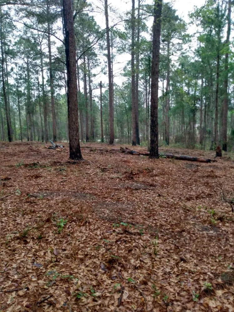 Top-rated garden landscaping in Moultrie, GA by Brush Masters Forestry Mulching