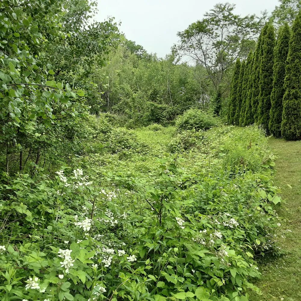 Expert yard cleanup service in Shirley Center, MA by Brush Mower Guy
