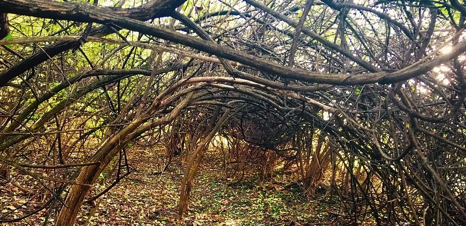 Trusted garden landscaping with custom design across Santa Barbara, CA - Brushfire Guard