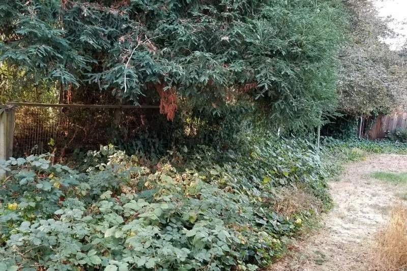 Reliable landscaping services in Oakland, CA by BrushPros Defensible Space Clearing