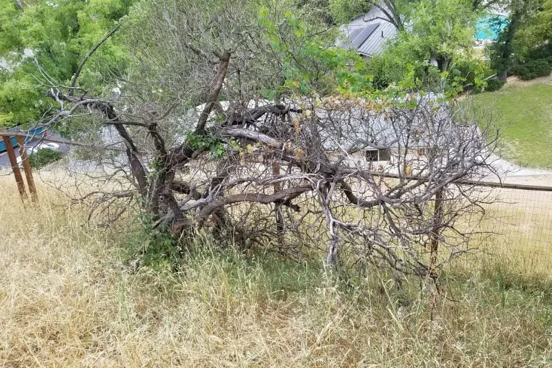 Professional residential landscaping for residential properties across Oakland, CA - BrushPros Defensible Space Clearing