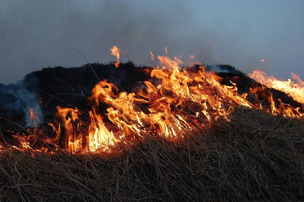 Local yard maintenance for year-round maintenance in Oakland, CA by BrushPros Defensible Space Clearing