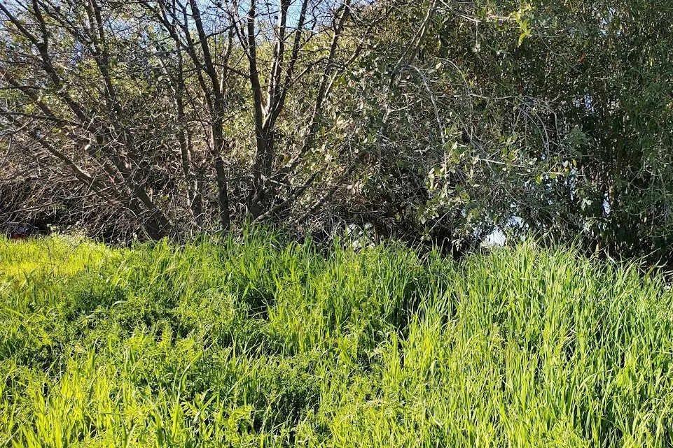 Reliable garden landscaping experts serving Oakland, CA - BrushPros Defensible Space Clearing